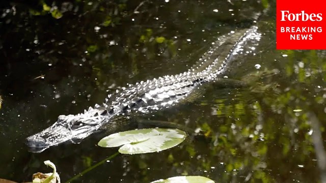 Actual Alligator Spotted Near Site Of New ICE 'Alligator Alcatraz' Detention Facility In Florida
