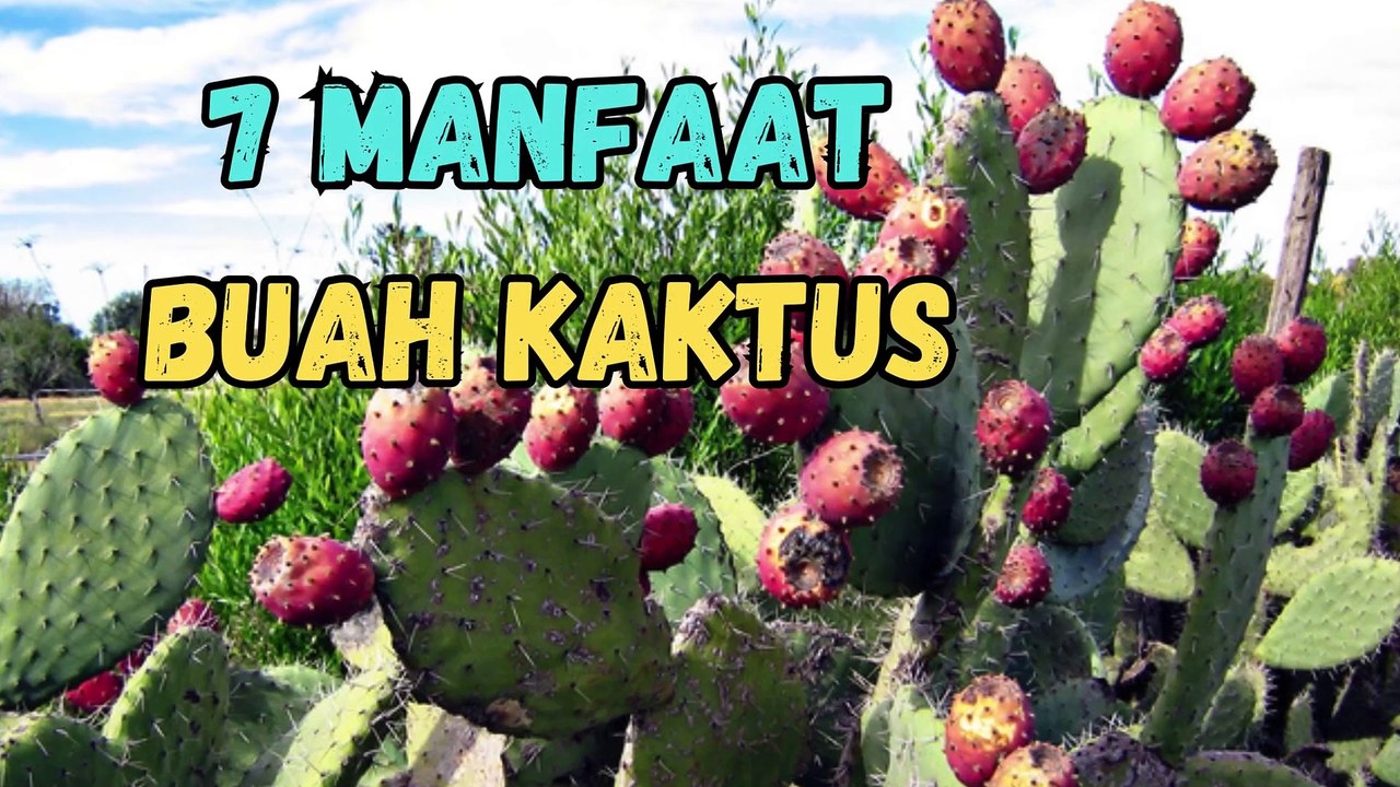 7 Manfaat Buah Kaktus untuk Kesehatan keajaiban tersembunyi dari alam