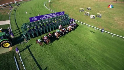 Coolmore - Golden Pal 3
