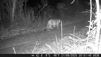 Médico veterinário flagra onça-parda rondando propriedade à caça no Vale do Itajaí