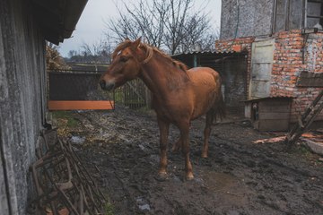¿Qué dice la ley de protección animal sobre el maltrato a los caballos por parte de carretoneros?