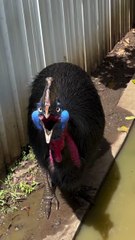 Worlds most dangerous bird the cassowary native to Australia and Indonesia !