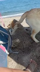 Dog Flings Sand on Another Dog While Digging