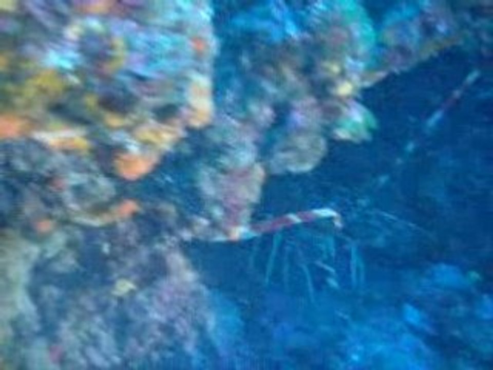 Langoustes_pointe de la galere: 8 mai 2008