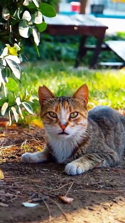 Os animais mais fofos do mundo  n•35