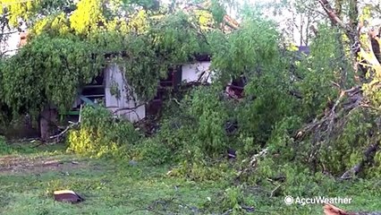 How to stay safe if trees fall on power lines near you