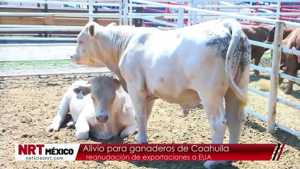 Alivio para ganaderos de Coahuila reanudación de exportaciones a EUA