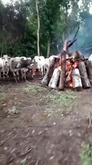 cuidar de los animales