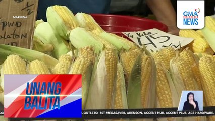 Mais bilang alternatibo sa bigas, isinusulong ng Dept. of Agriculture; posibleng makatulong mapababa ang presyo ng bigas | Unang Balita