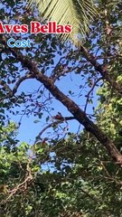 Aves Hermosas de Costa Rica