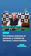 Frio intenso amenaza el pastoreo y cuidado de terneros y vacas adultas