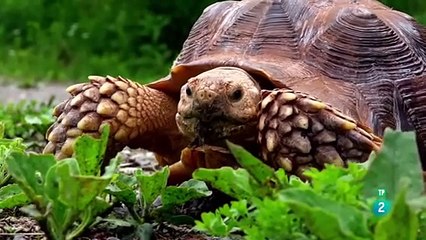 Animales Al Natural: Descubre El Fascinante Mundo De Las Tortugas