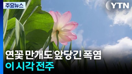 연꽃 만개도 앞당긴 폭염...이 시각 전주 / YTN