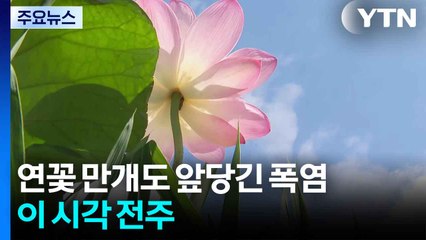 연꽃 만발도 앞당긴 폭염...이 시각 전주 / YTN