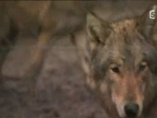 Le chien et ses origines Part.3