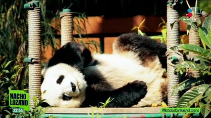Esta es la historia de Xin Xin, la panda que cumplió 35 años | Nacho Lozano