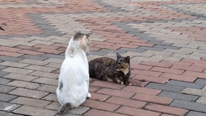 kucing kawin lucu