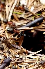 🐜The Ant Colony’s Great Escape! 💨 Epic Adventure Unleashed!