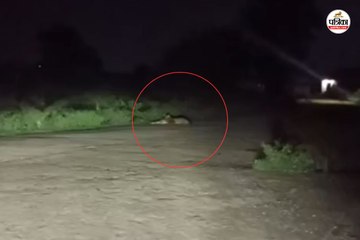 कॉलोनी में घुसा तेंदुआ