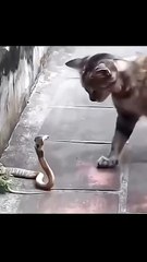 What animal is faster than a cat？ #animals #zoo_720p
