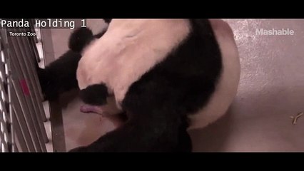 Canadas first Panda cubs are born