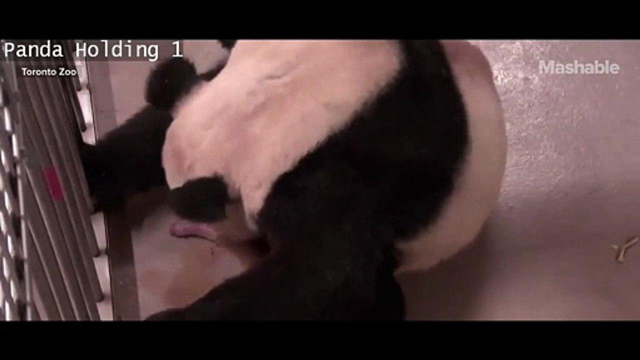 Canadas first Panda cubs are born
