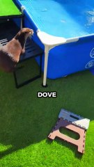 This Otter’s Heart Broke Before the Ice Did 😢 #shorts