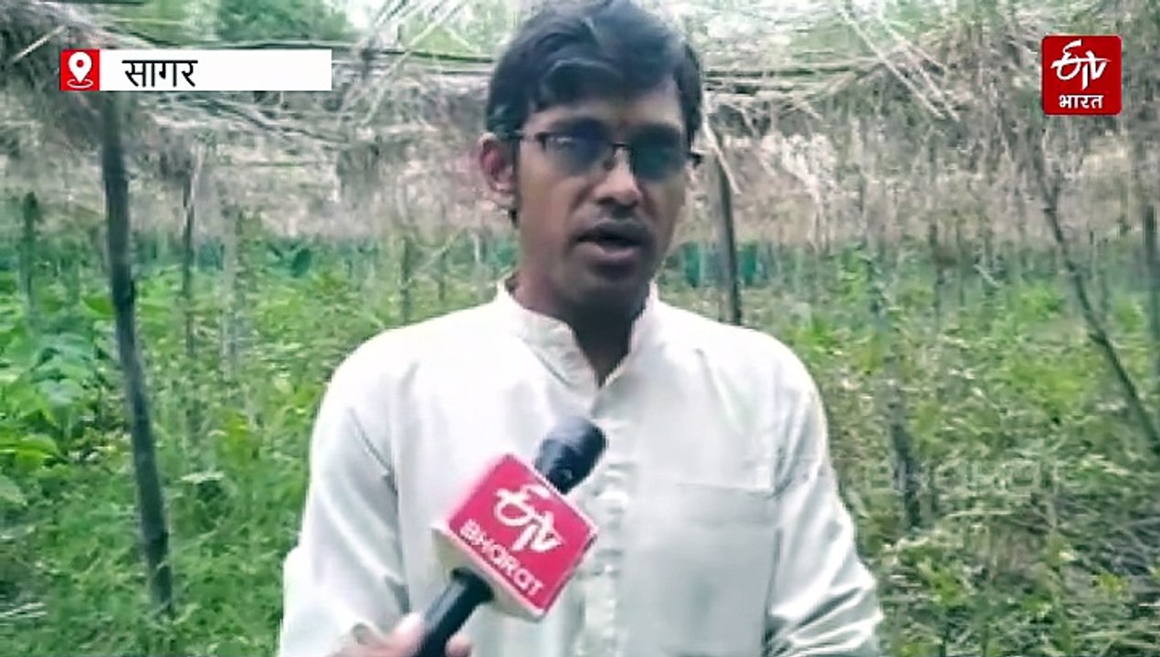 लाल भिंडी यानी सेहत का खजाना! उगाने वाला मालामाल, खाने वाला भी खुशहाल