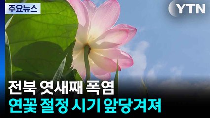 전북 엿새째 폭염...연꽃 절정 시기 앞당겨져 / YTN
