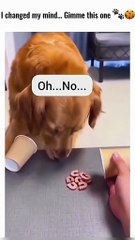 funniest dog compilation laugh till you cry! 🐶😂