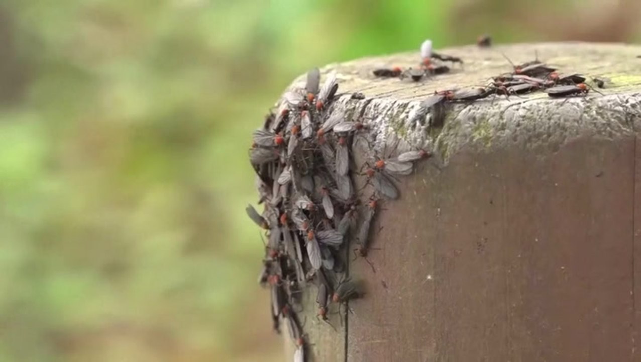 Watch as millions of ‘lovebugs’ swarm hikers on South Korean mountain