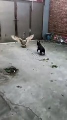 duck and dog being hilarious together you’ll laugh so hard! 😂