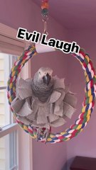 craziest parrot ever laugh till you cry! 🦜😂