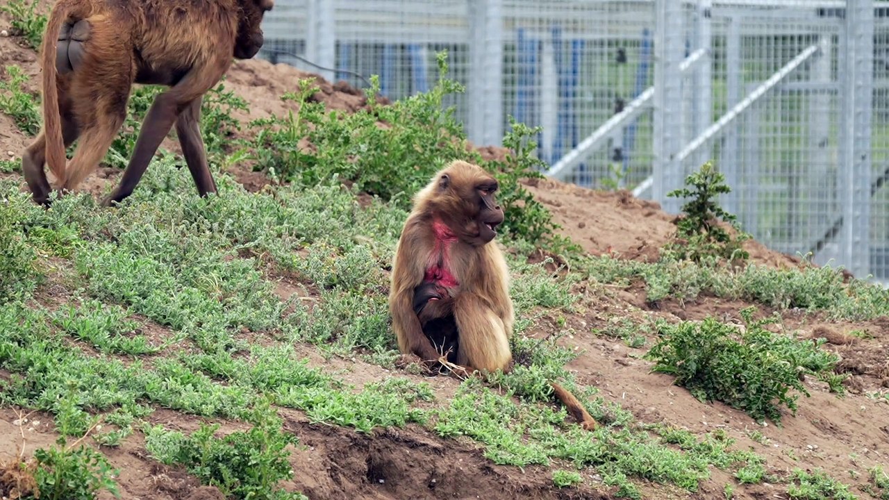 Award-winning Yorkshire Wildlife Park is celebrating the birth of a Gelada Monkey