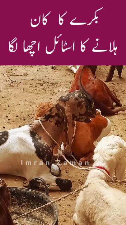BAKRA k KAN Hilany ka STYLE Acha laga😊