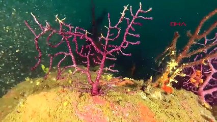 Marmara Denizi'nin derinliklerinde çekilen, Marmara'nın gizemi belgesel oldu!