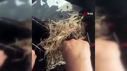 Hatay'daki orman yangınında tüm Türkiye'yi ağlatan görüntüler