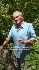 Sur les traces du "premier vampire" en Serbie