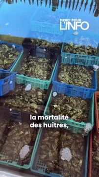 Ostréiculteurs au Cap-Ferret : leurs huitres meurent, mais ils ne savent pas pourquoi...