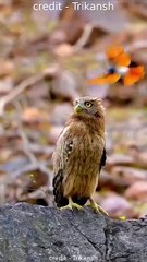 A tiny Paradise Flycatcher #owl #flycatchers #wildlife