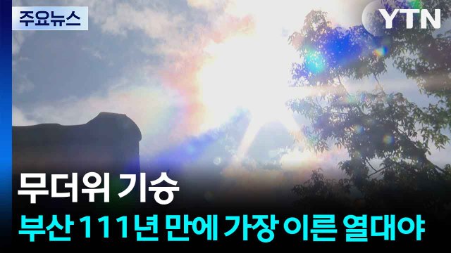 연꽃 만발도 앞당긴 폭염...부산은 111년만에 가장 이른 열대야 / YTN