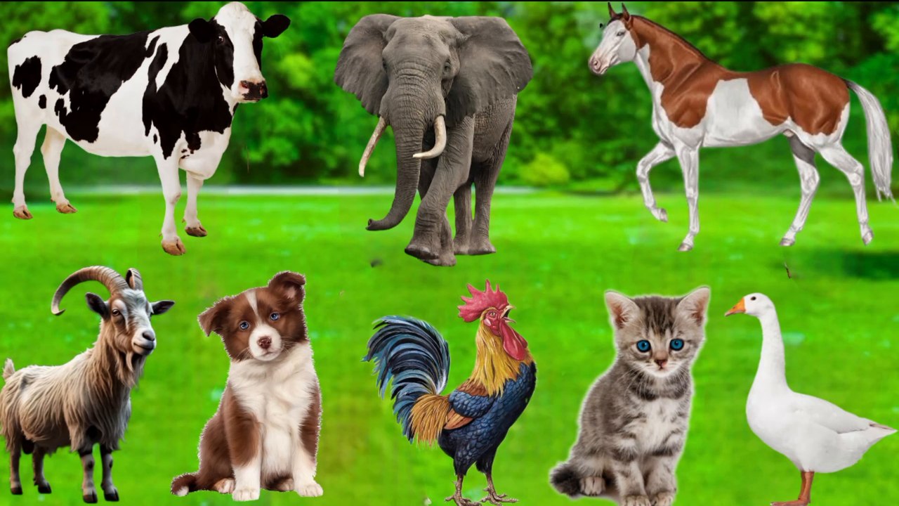 Funny Farm Animals Compilation for Kids | Real Animal Sounds: Cow, Goat, Dog, Cat, Duck & More
