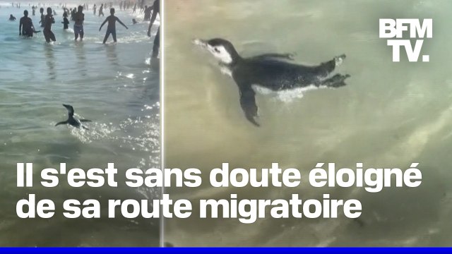 Un manchot nage à côté des baigneurs à Rio de Janeiro