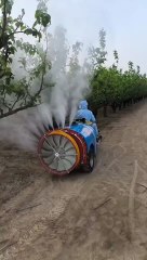 The pear tree has been sprayed with pesticides