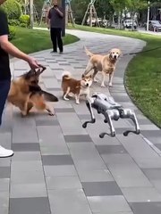 Real Dog 🐕  V/S Robot Dog