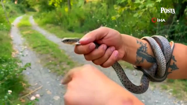 Yılanlar paniğe neden oldu! Sosyal medyada hızla yayılıyor... İşte dikkat etmeniz gerekenler!