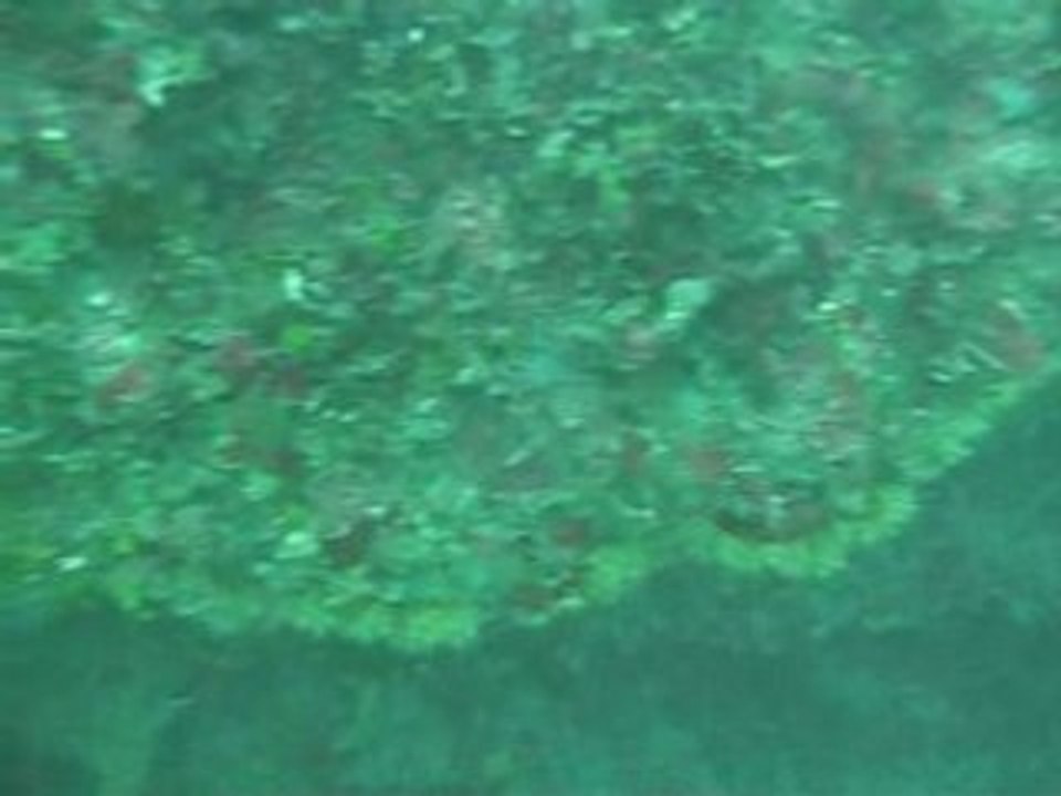 Niolon_2008
