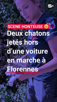 Scène honteuse à Florennes : deux chatons jetés hors d'une voiture en marche