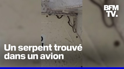 Australie: un serpent trouvé dans un avion retarde un vol de plus de 2 heures