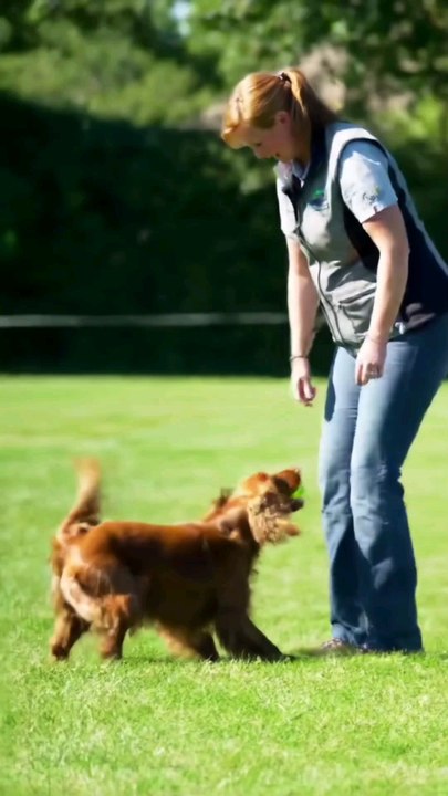 Puppy Initial Training